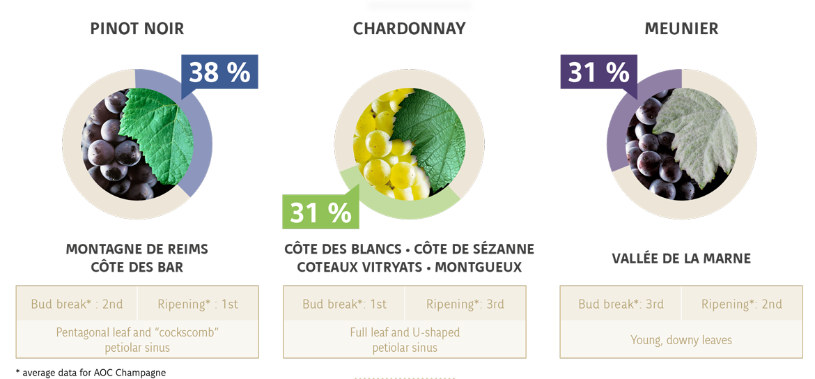Champagne Grapes