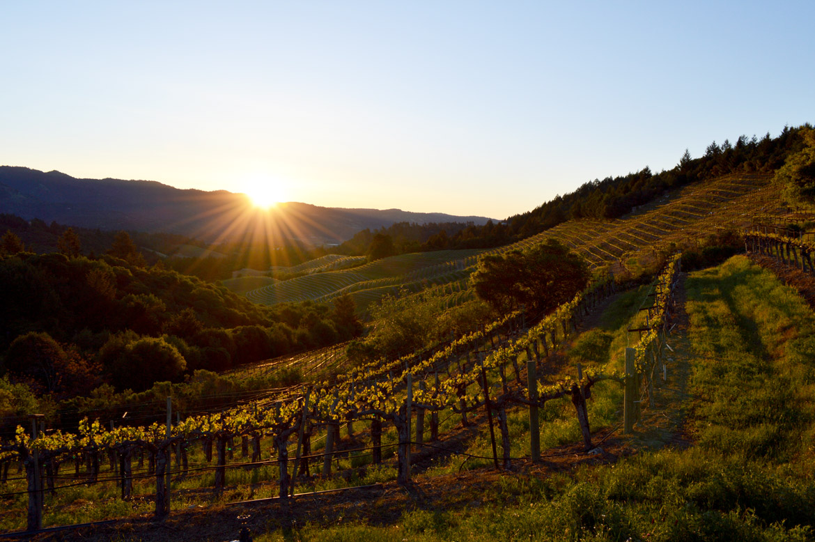 Napa Valley Vineyard