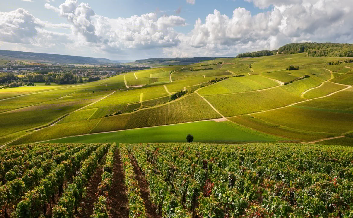 Burgundy Vineyards