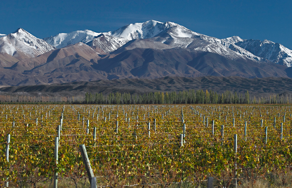 Mendoza Vineyards