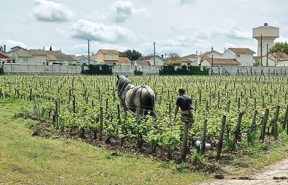 Vineyards of Les Carmes Haut-Brion in Pessac-Leognan, Bordeaux