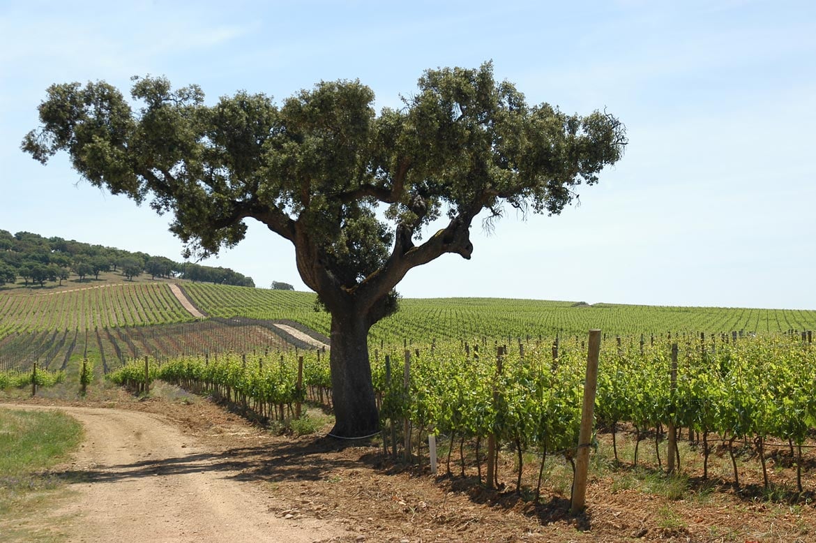 The Vineyards of Portugal