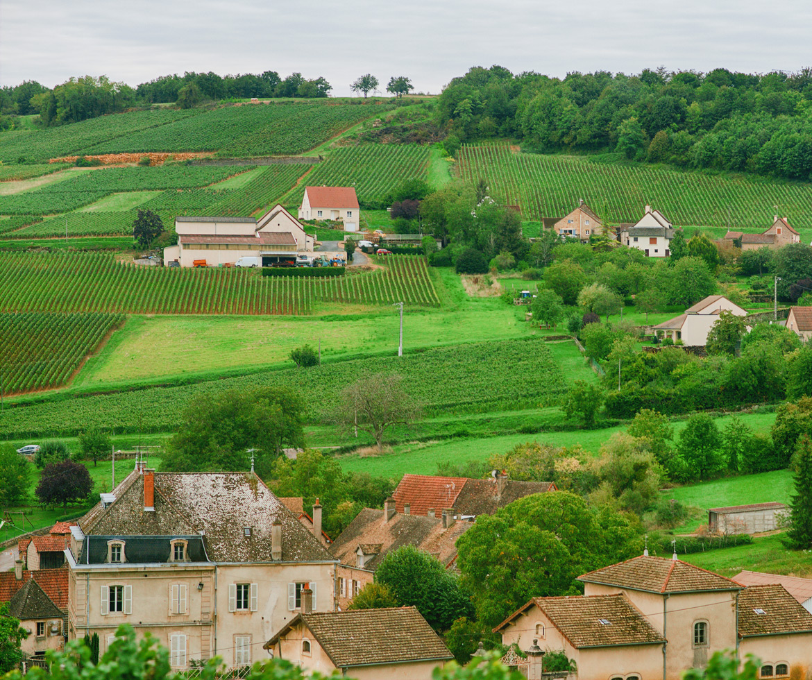 Chalonnaise Vineyard