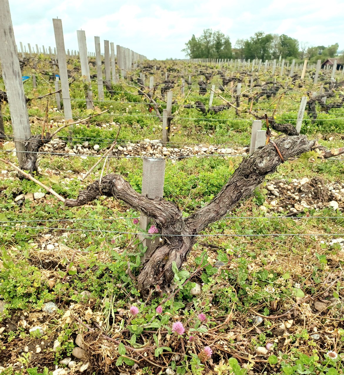 Vineyards of Chateau Latour in Pauillac, Bordeaux