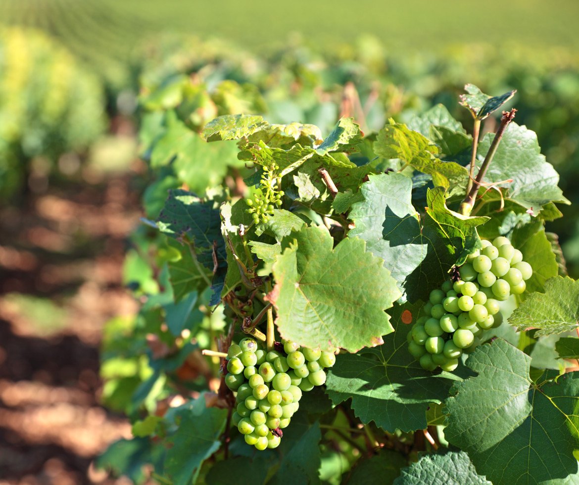 Chardonnay Grapes