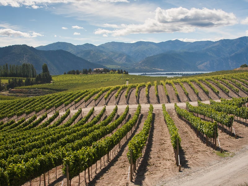 Lake Chelan Vineyard