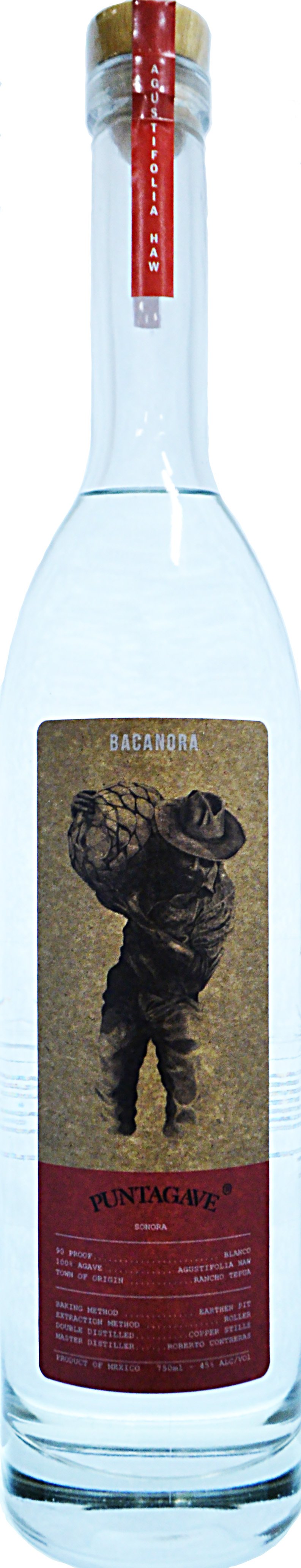 Bacanora Puntagave Sonora Agustifolia Haw